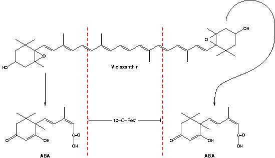 abscisinsaeure-synthese.png