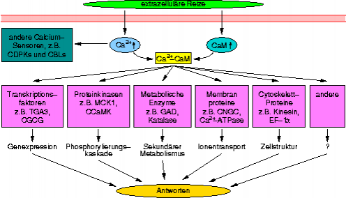 ca-cam-mediated-network-plants.png