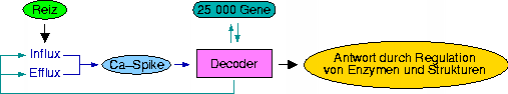 calcium-signaling-overview.png