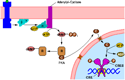 camp-signal-transduction-pathway.png