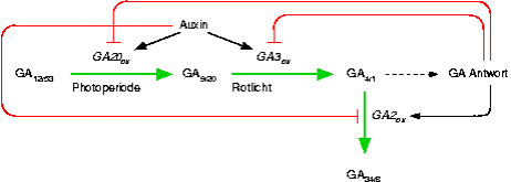 gibberellin-biosynthesis-regulation.png