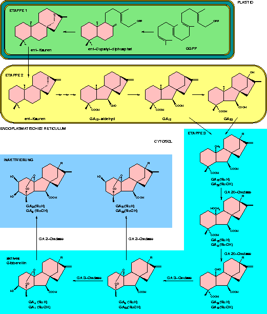 gibberellin-biosynthesis.png