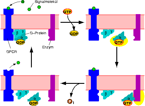 heterotrimeric-g-protein-cycle.png