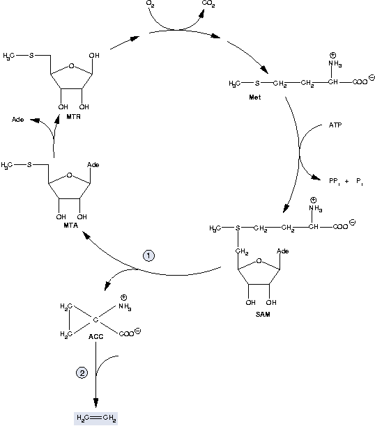 methionin-cycle.png