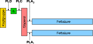 phospholipase-attack.png