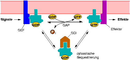 small-gtpase-cycle.png
