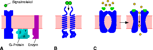 types-of-receptors-color.png