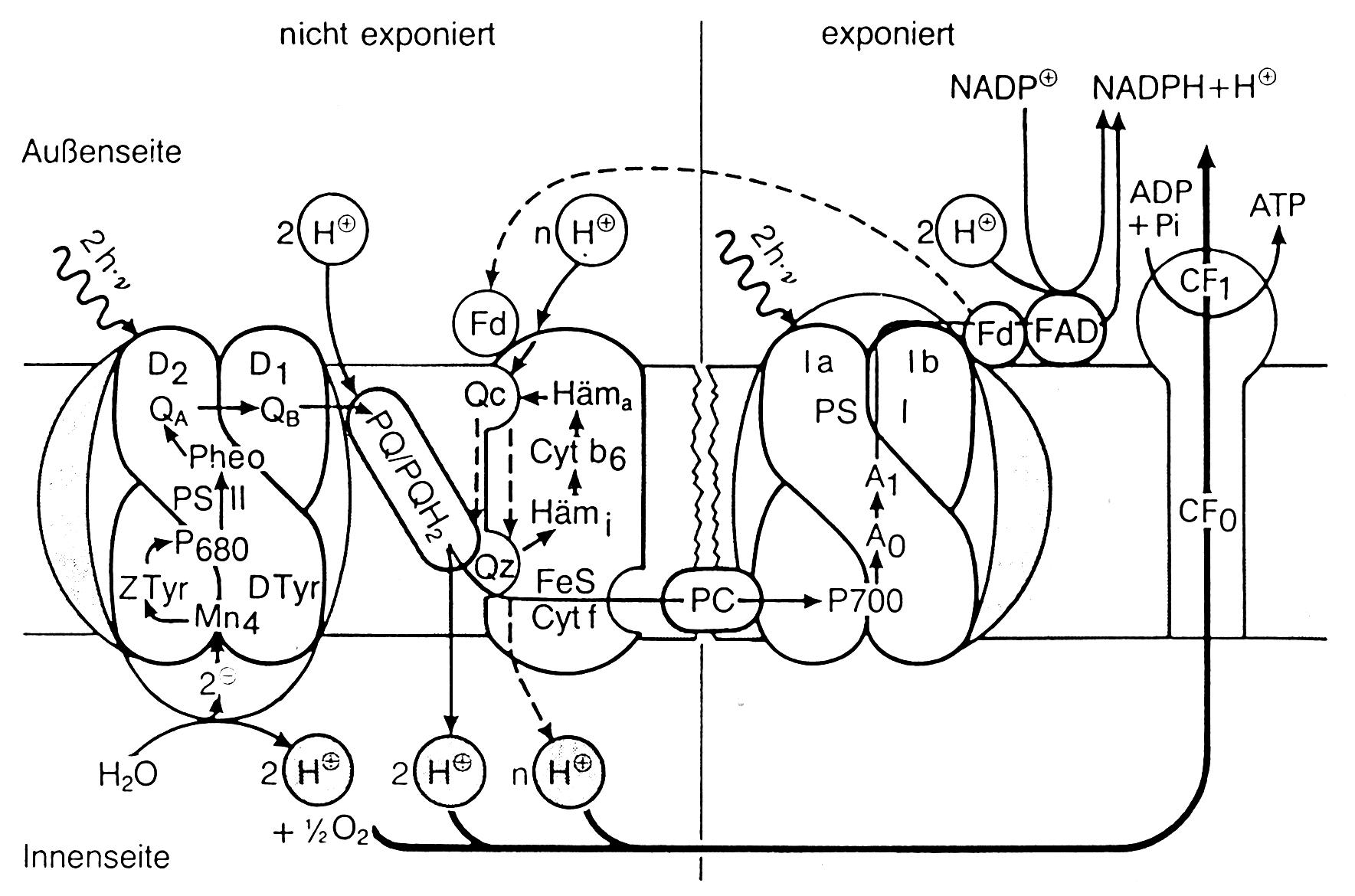 Schema der Thylakoidmembran Schema der Thylakoidmembran