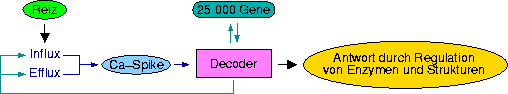 calcium-signaling-overview.png