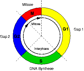 cell-cycle-color.png