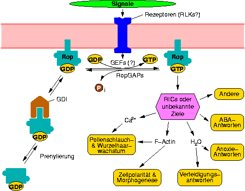 functional-diversity-of-rop.png
