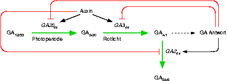 gibberellin-biosynthesis-regulation.png