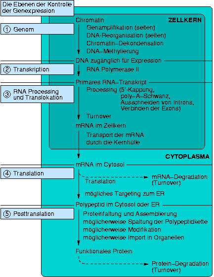 regulation-eucaryotic-gene-expression-color.png