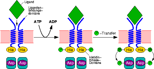 two-component-system-homodimer-color.png