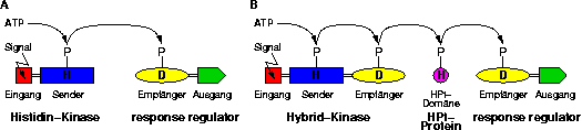 two-component-system-scheme-color.png